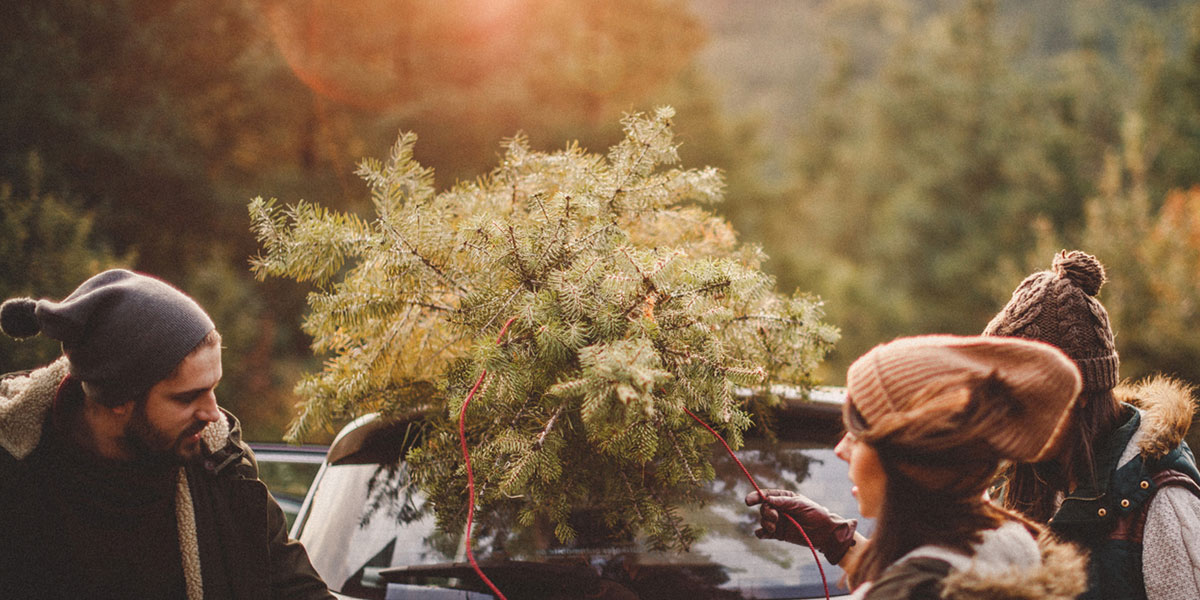 Weihnachtsbaum Sicher Mit Dem Auto Transportieren Das Ist Zu Beachten